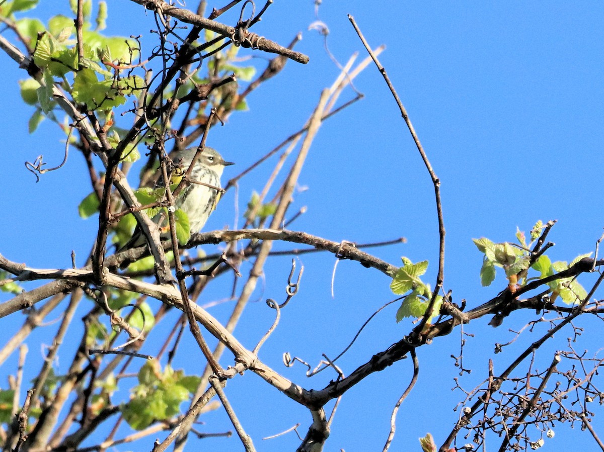 キヅタアメリカムシクイ（coronata） - ML332460371