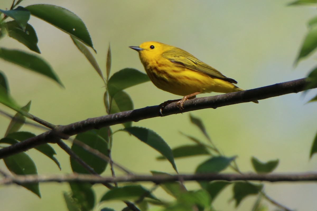 Yellow Warbler - Joe Baldwin