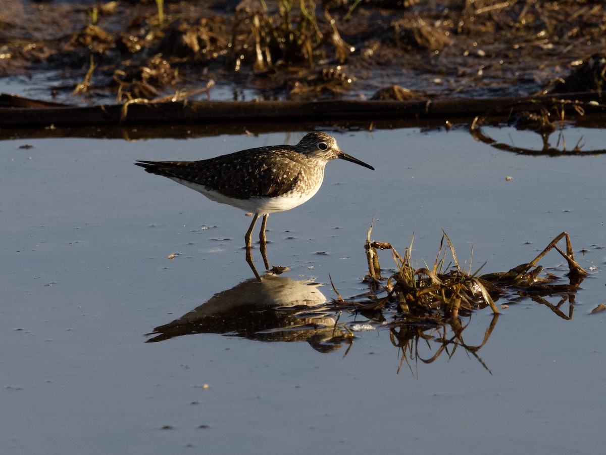 Solitary Sandpiper - ML332462361