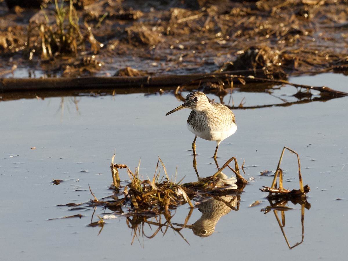 Solitary Sandpiper - ML332462391