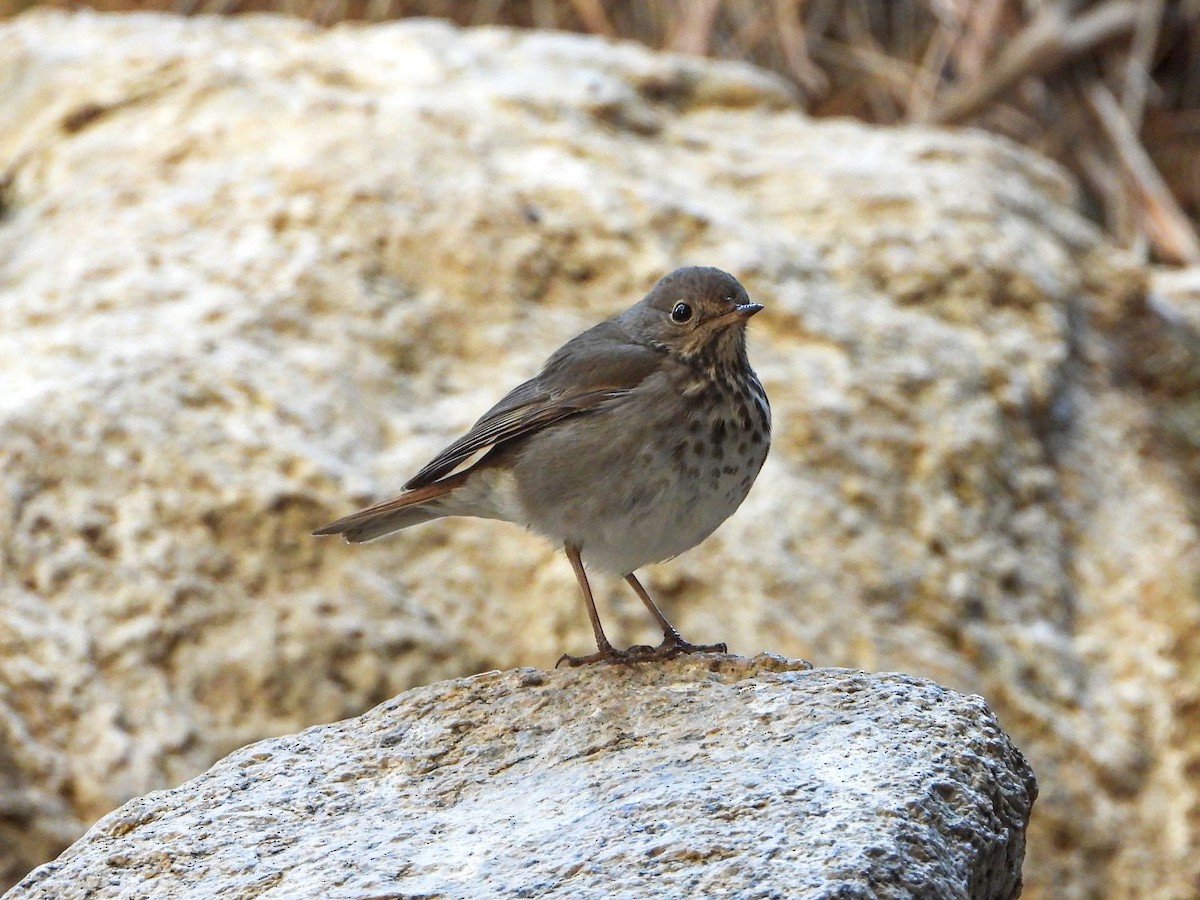 Hermit Thrush - ML332463341