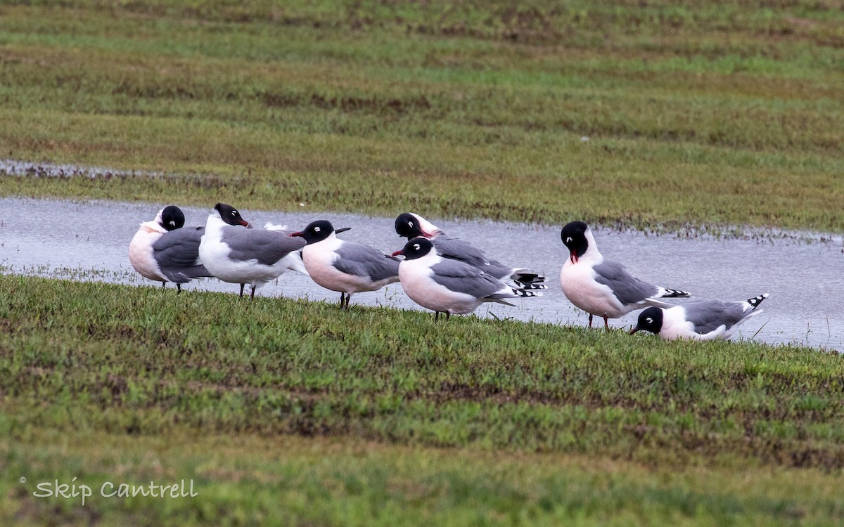 Mouette de Franklin - ML332464171