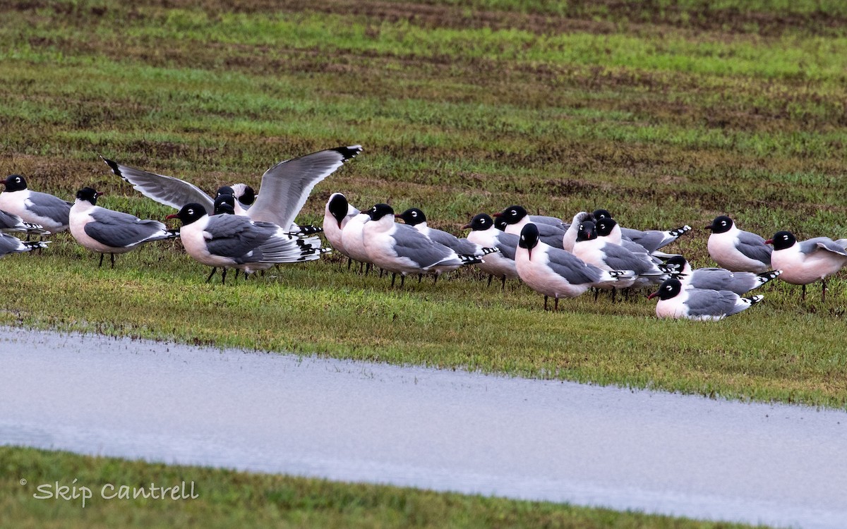 Mouette de Franklin - ML332464251