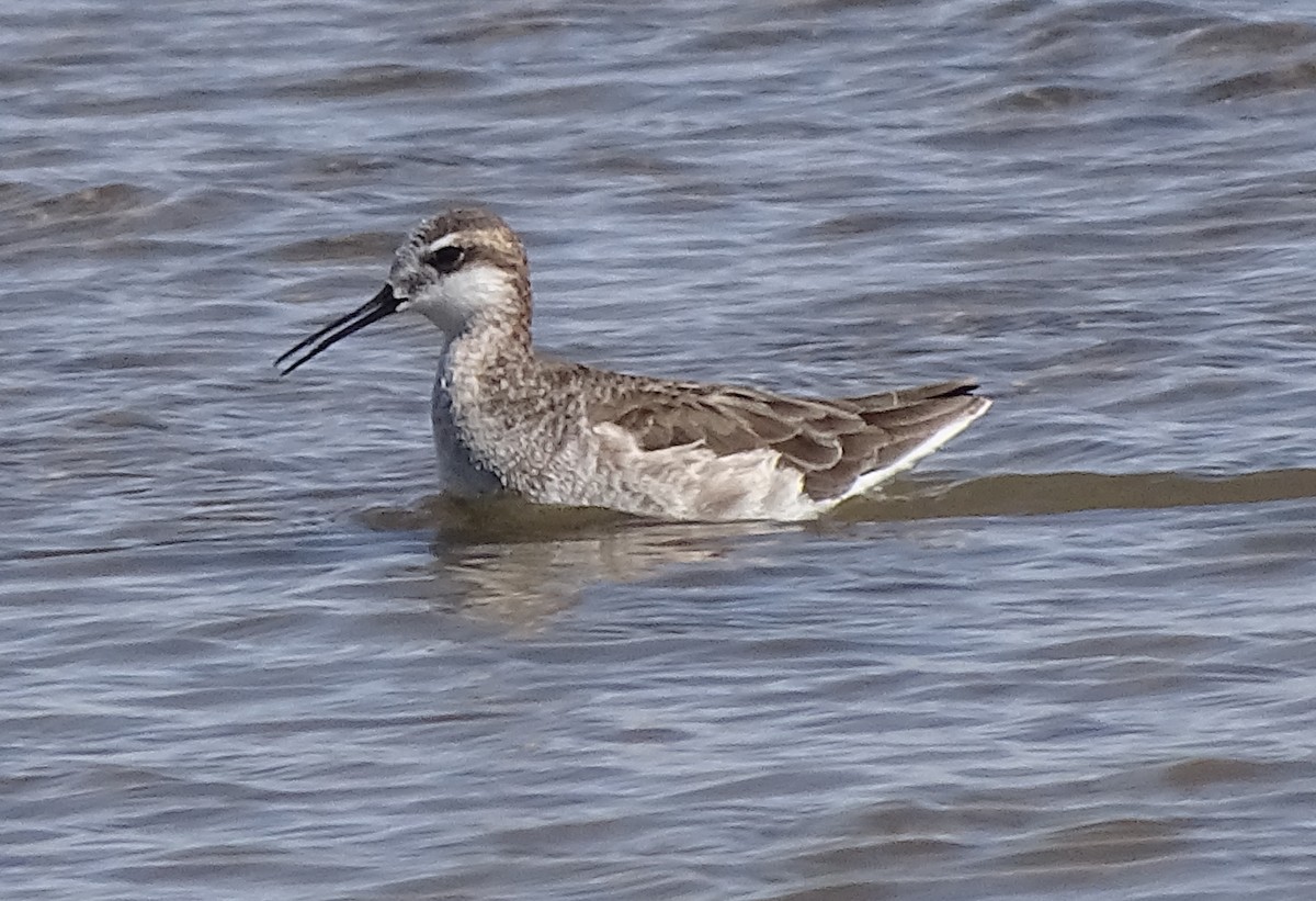 hvithalesvømmesnipe - ML332467291