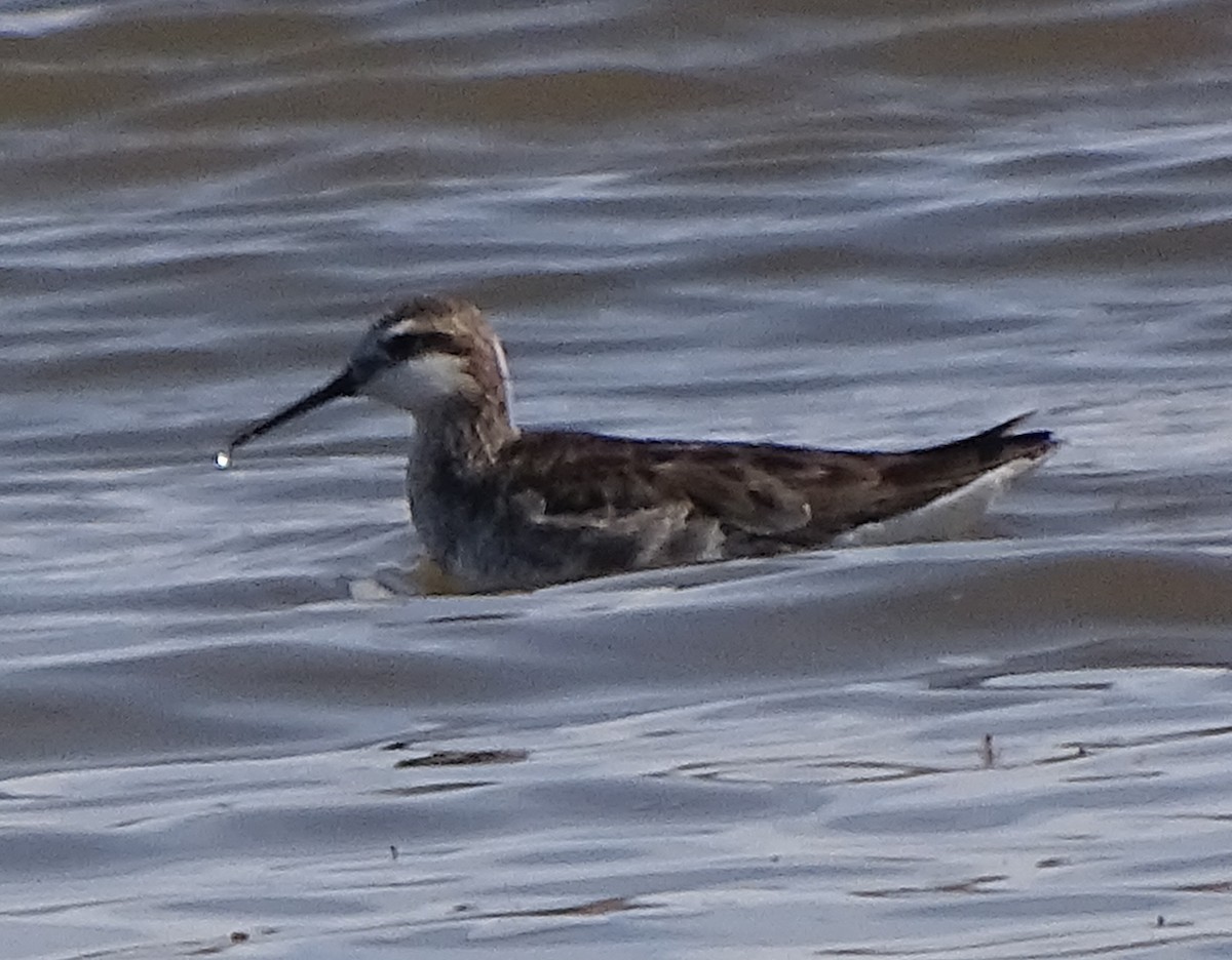 Falaropo Tricolor - ML332467391