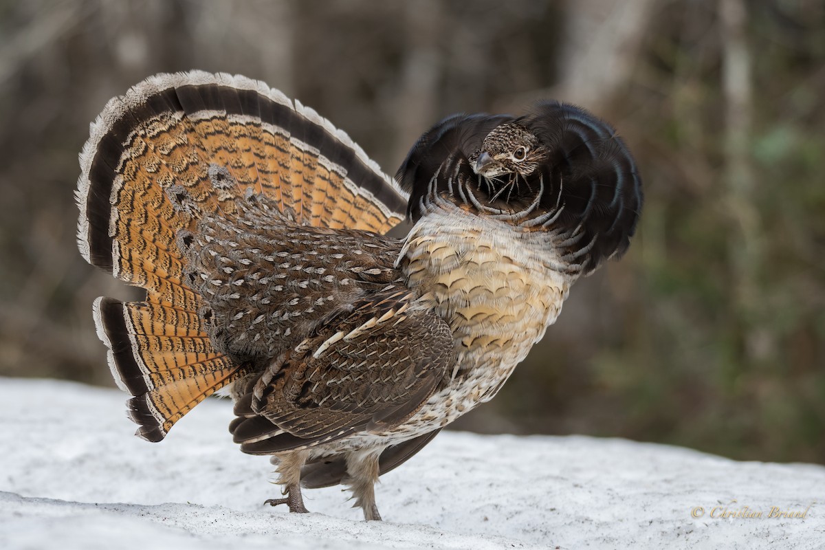 Ruffed Grouse - ML332468941