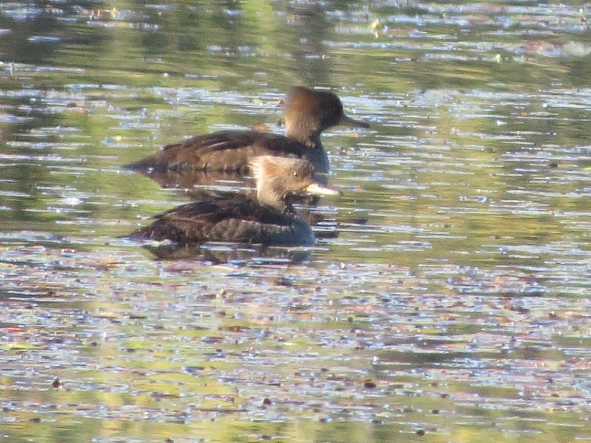 Hooded Merganser - Ethan Maynard