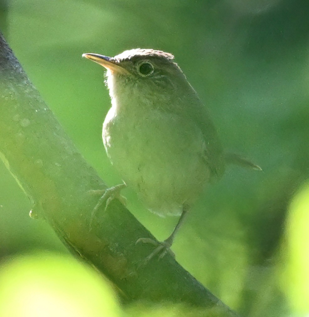 Northern House Wren - ML332469231