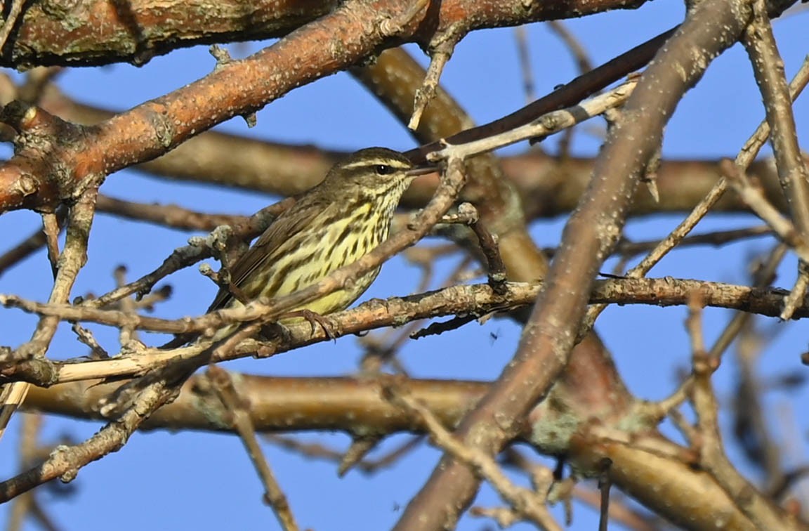 Northern Waterthrush - ML332469481