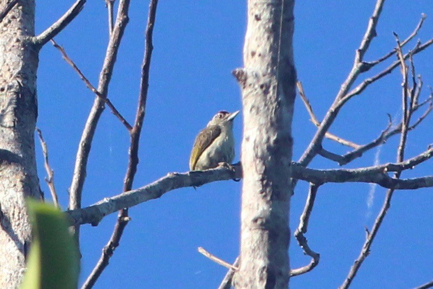 Plain-breasted Piculet - ML33247091