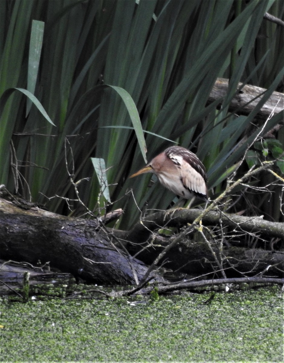 Little Bittern - kirsten olsen