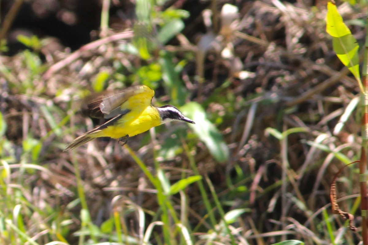 Lesser Kiskadee - ML33247511