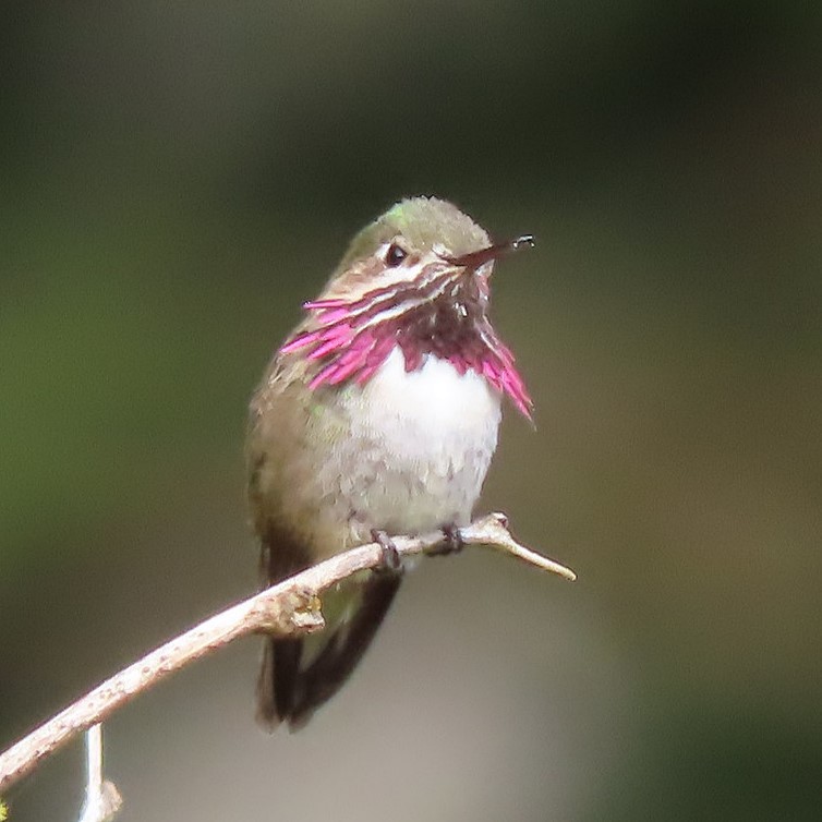 Calliope Hummingbird - ML332475351