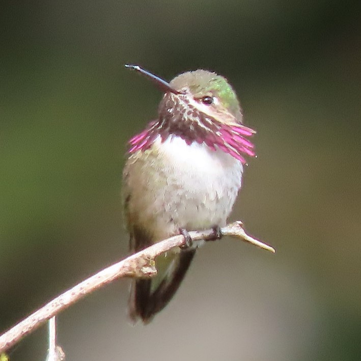 Calliope Hummingbird - ML332475361