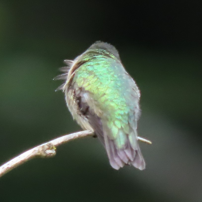 Calliope Hummingbird - ML332475371