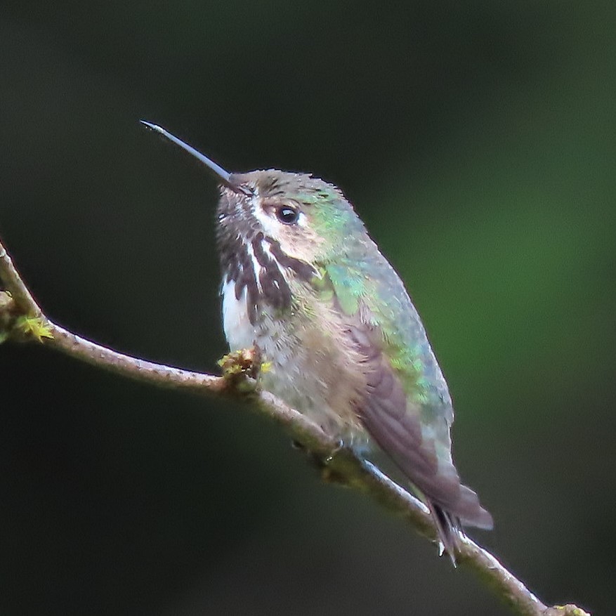 Calliope Hummingbird - ML332475381