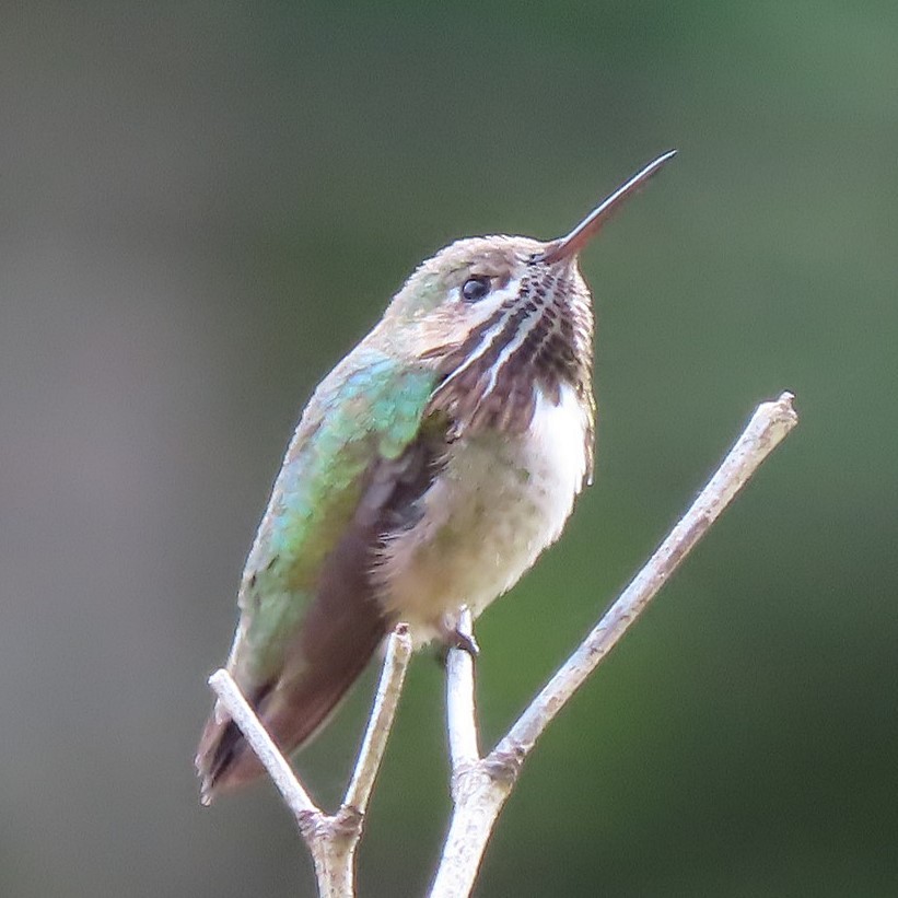 Calliope Hummingbird - ML332475391