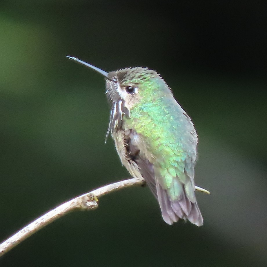 Calliope Hummingbird - ML332475401