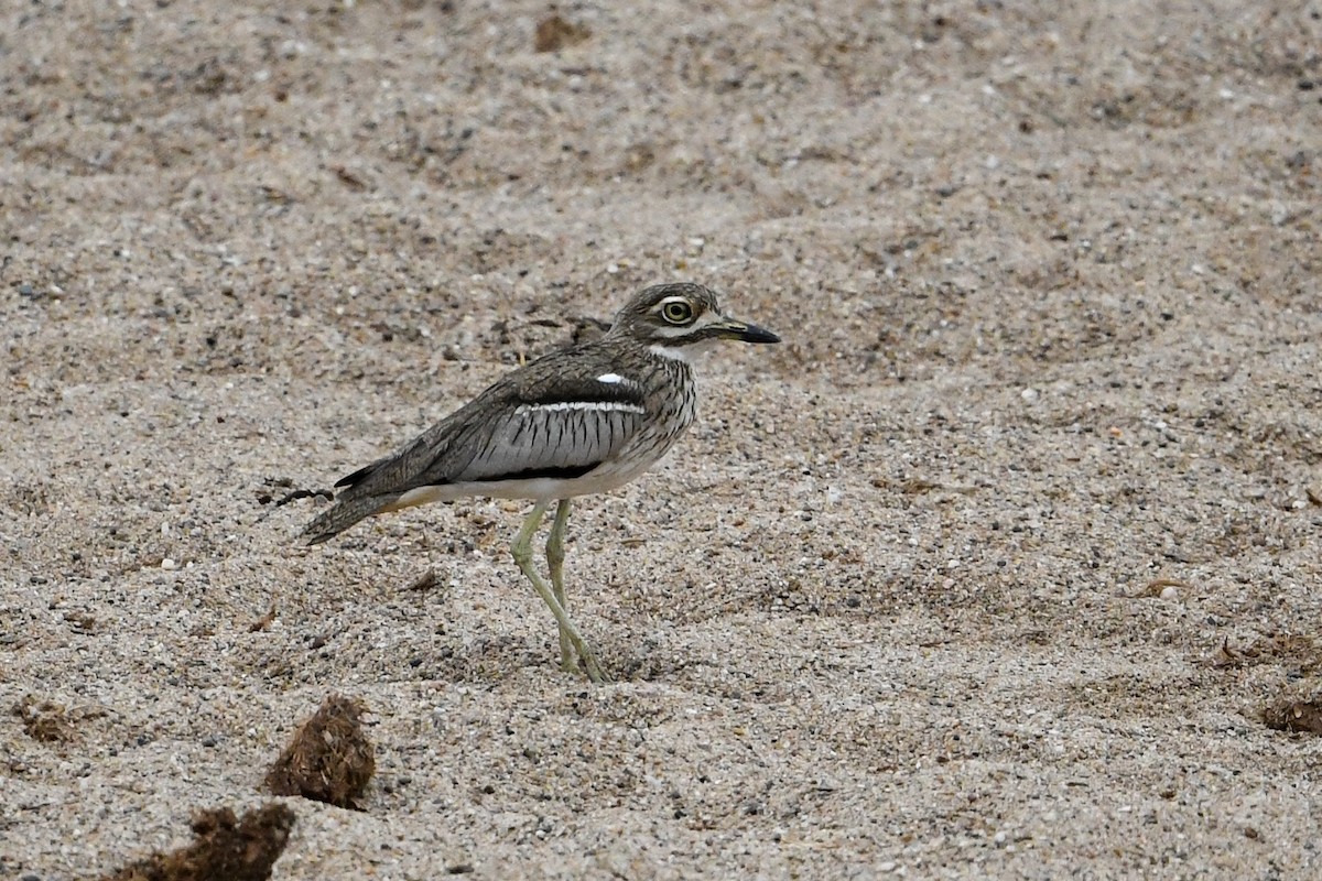 Water Thick-knee - ML332476141