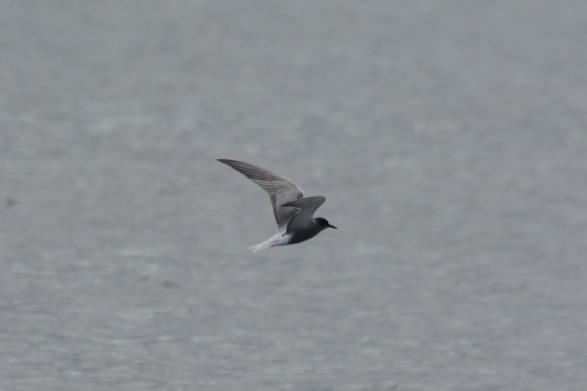 Black Tern - ML332476801