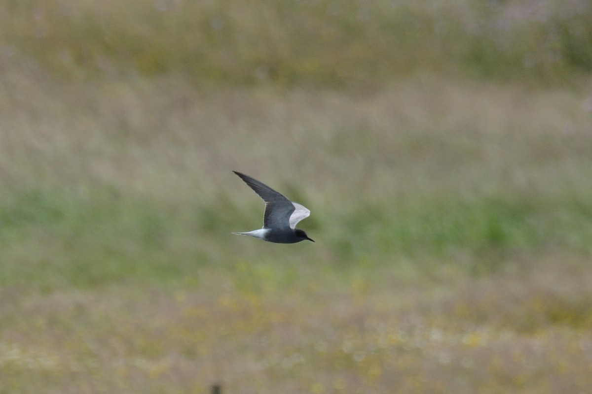 Black Tern - ML332476811