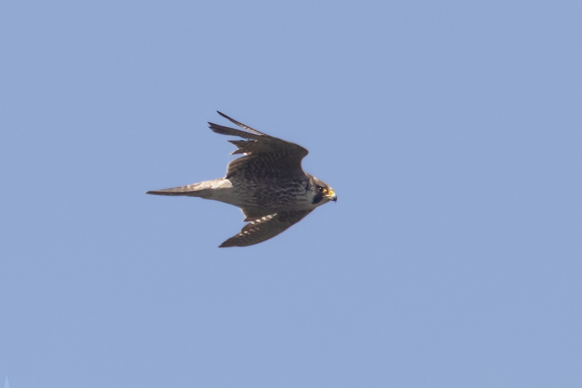 Peregrine Falcon - Hugo Ribeiro