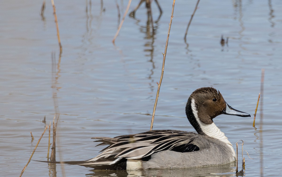Northern Pintail - Ed kendall