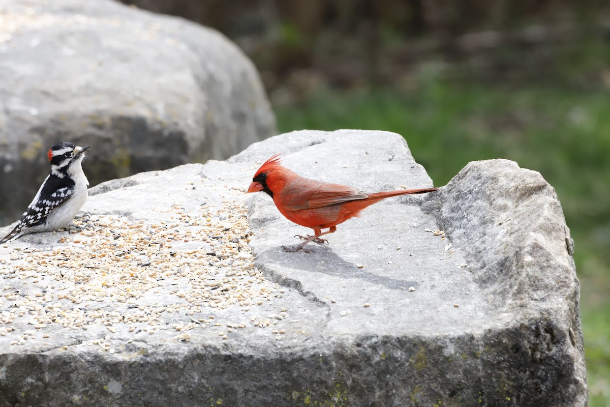 Cardinal rouge - ML332477941