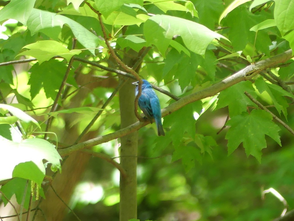 Indigo Bunting - ML332478351