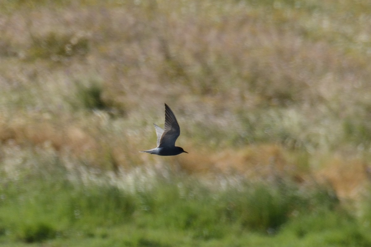 Black Tern - ML332478821