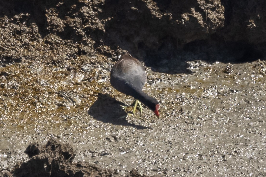 Common Gallinule - ML332479721