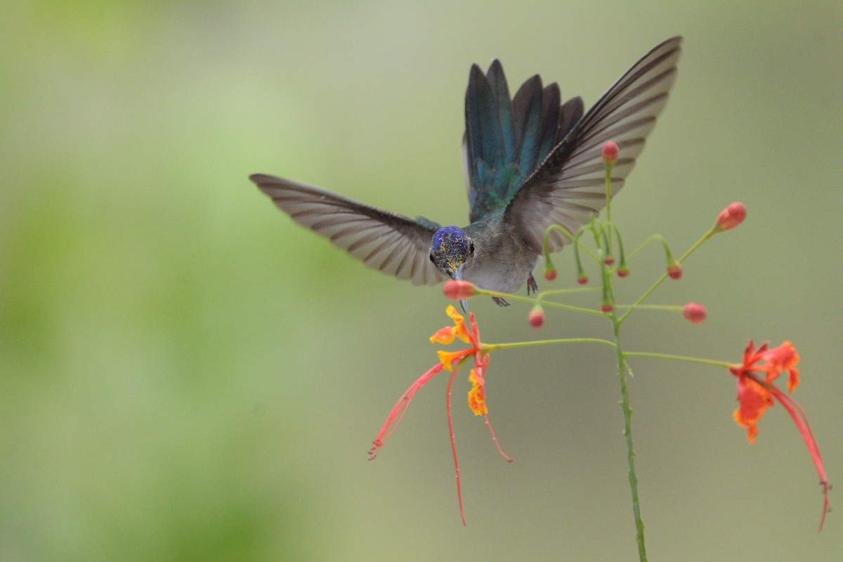 Wedge-tailed Sabrewing - ML332480861