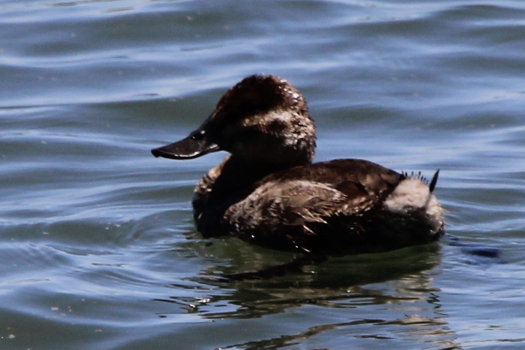 Ruddy Duck - ML332481291