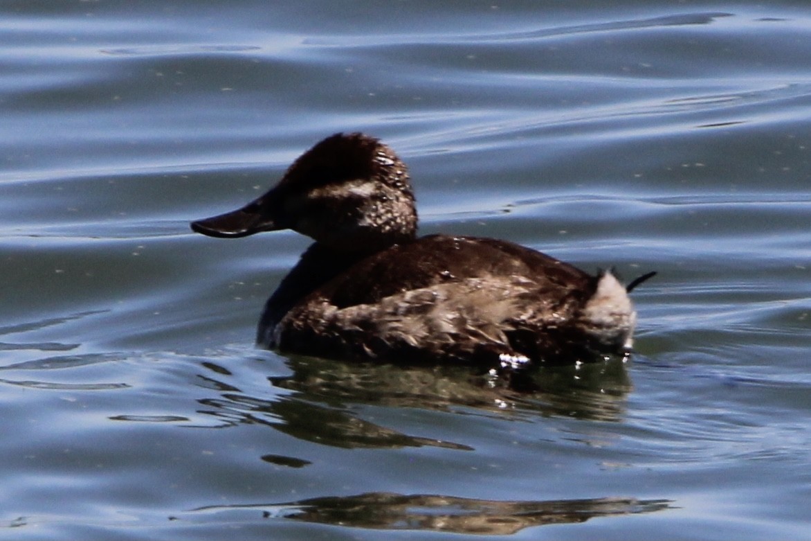 Ruddy Duck - ML332481301