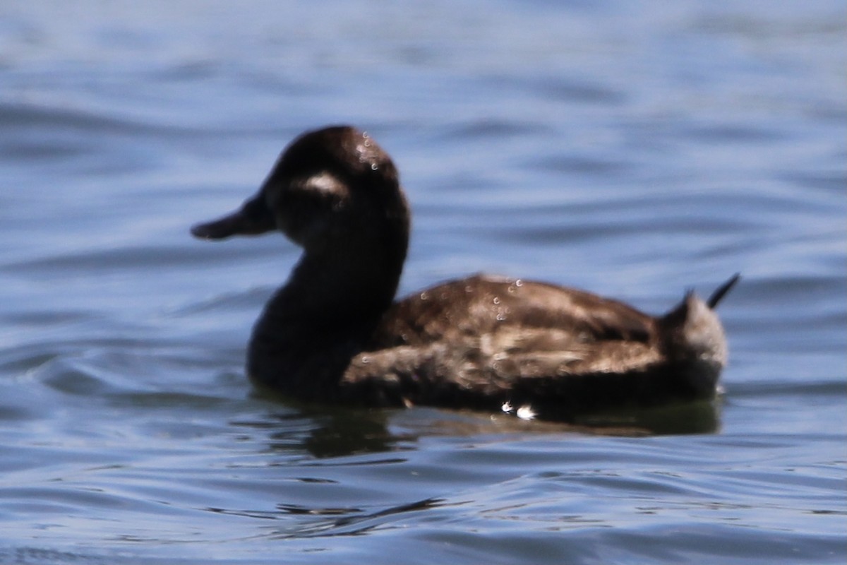 Ruddy Duck - ML332481311