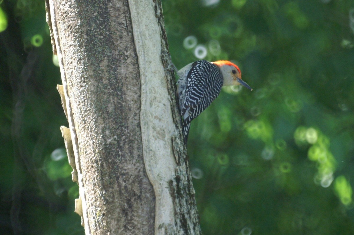 Red-bellied Woodpecker - ML332481341