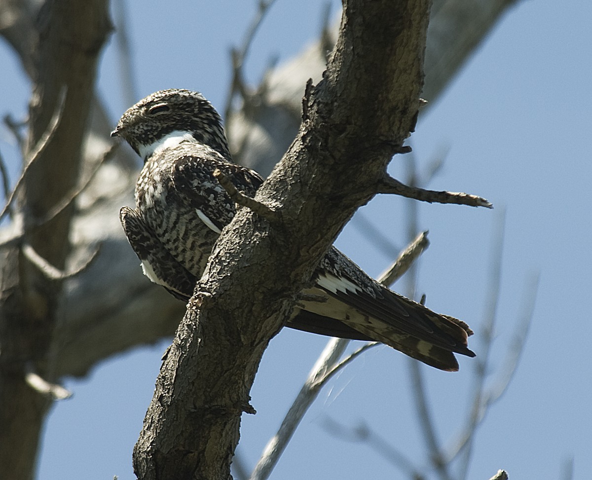 Common Nighthawk - johnny powell