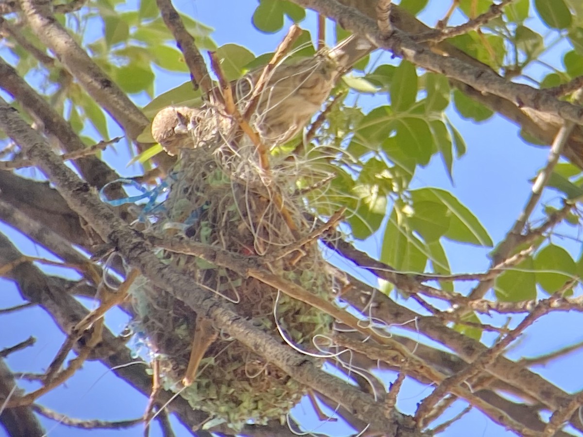 House Finch - ML332481971