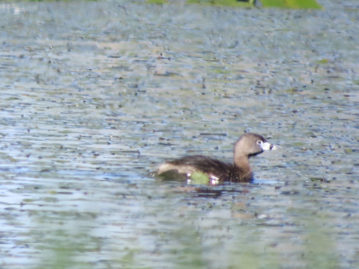 Pied-billed Grebe - ML332482221