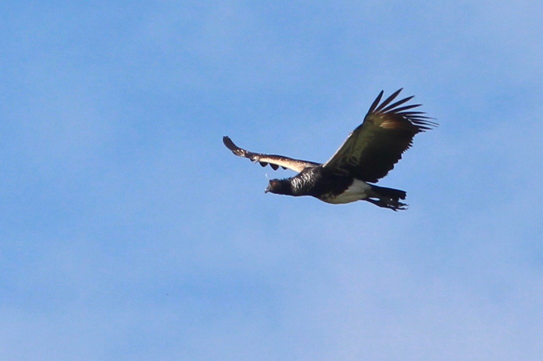 Horned Screamer - ML33248511