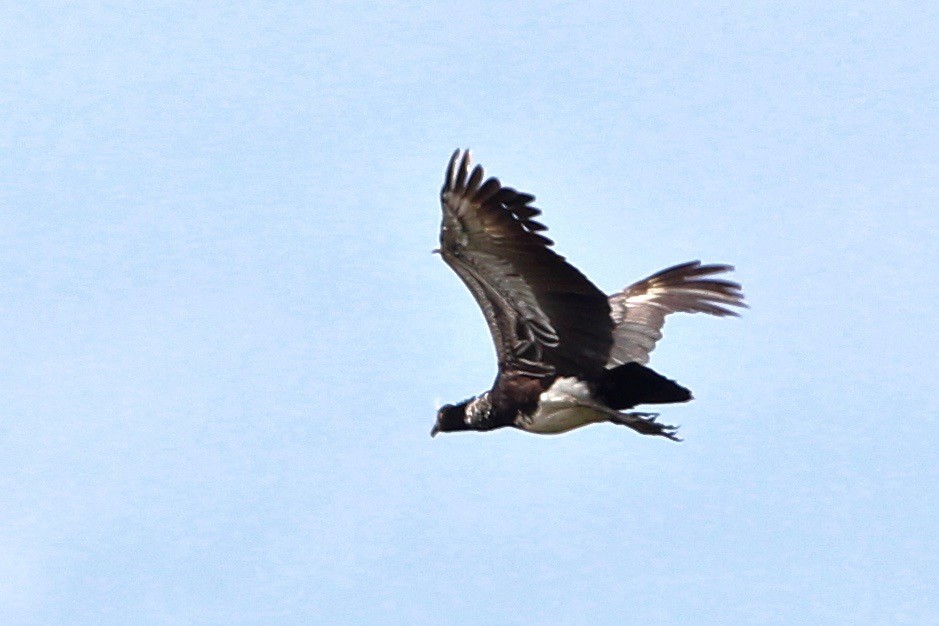 Horned Screamer - ML33248521