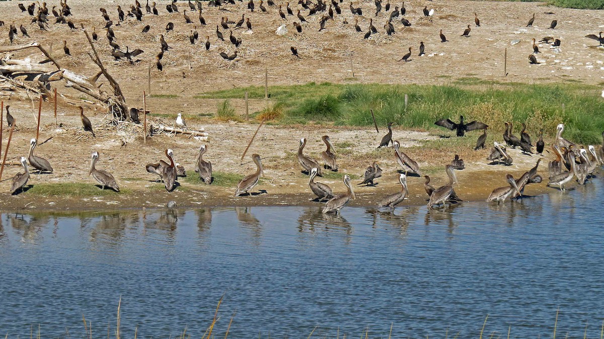 Brown Pelican - ML33248541