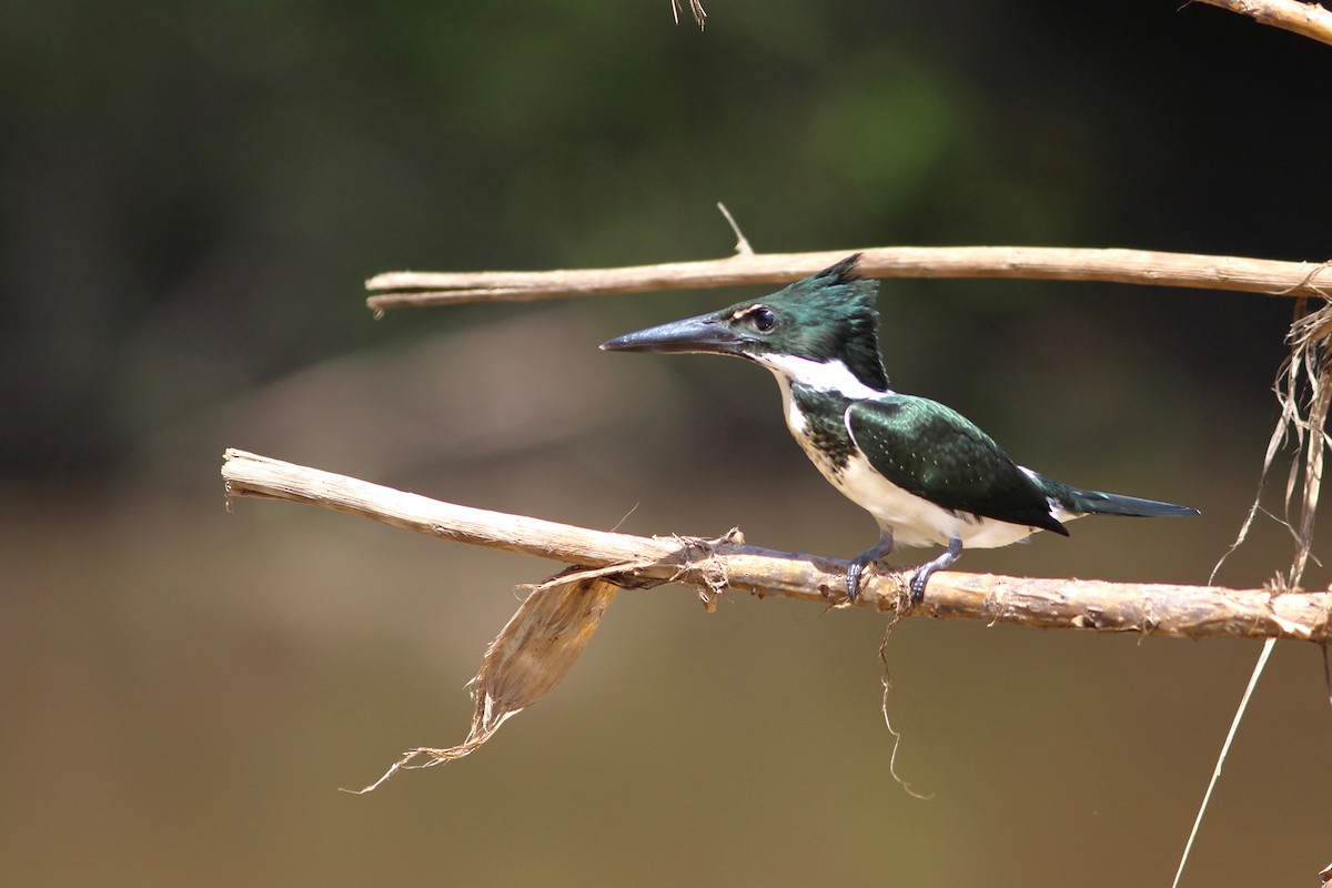 Amazon Kingfisher - ML33248611