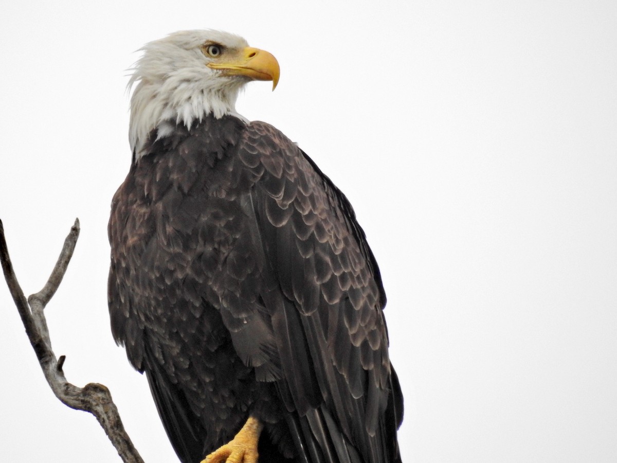 Bald Eagle - ML332486591