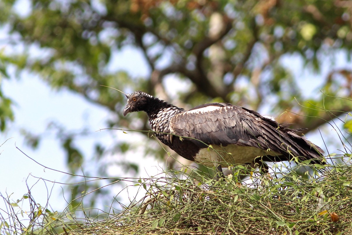 Horned Screamer - ML33248701