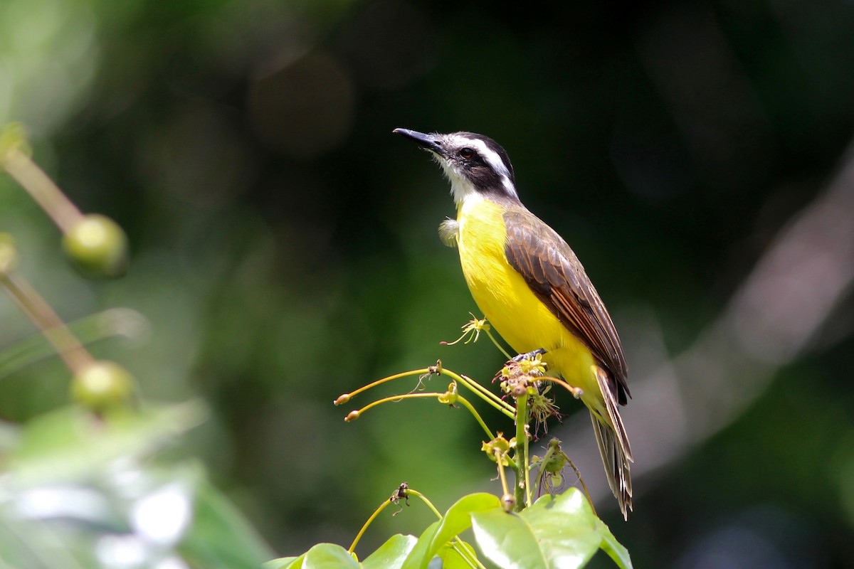 Lesser Kiskadee - ML33248771