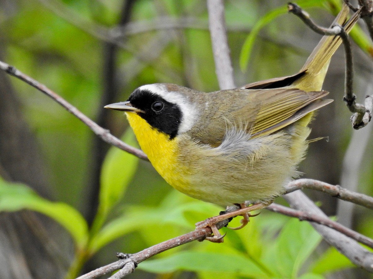 Common Yellowthroat - ML332488961