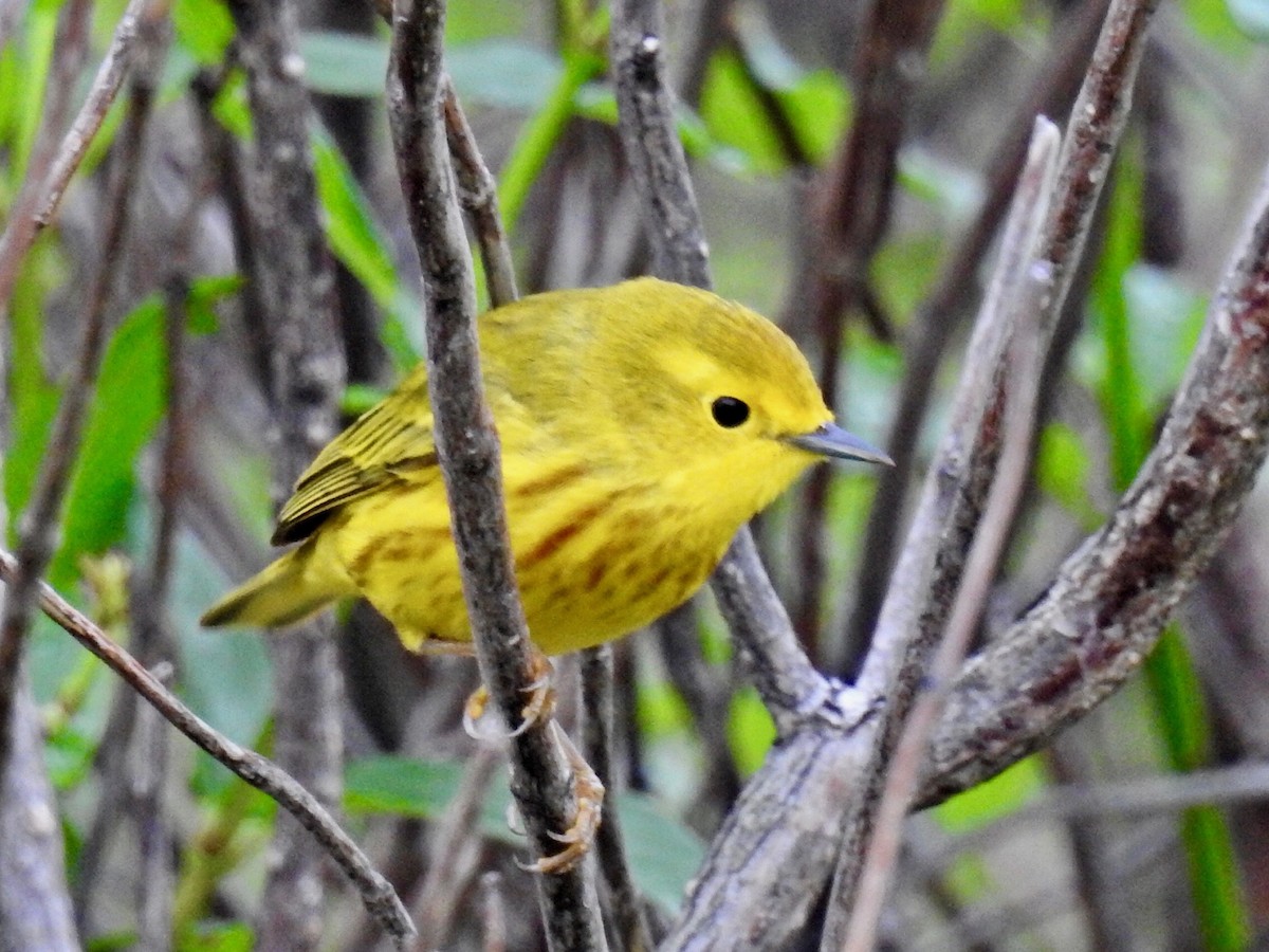 Northern Yellow Warbler - ML332489321
