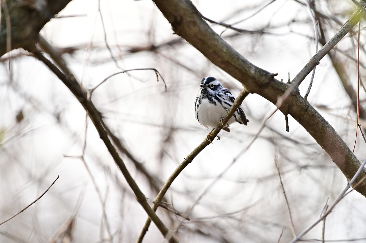 Black-and-white Warbler - ML332489431