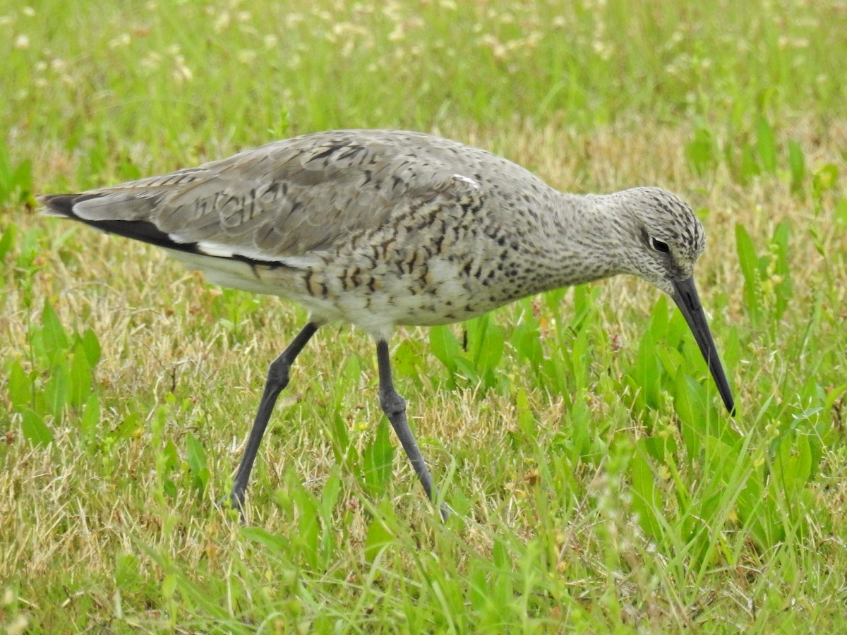 Willet - ML332489561